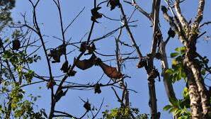 RUDDER PARK: Council's Flying Fox Management Plan aims to manage community concerns, facilitate the necessary legislative approvals and ensure the welfare of the flying foxes.