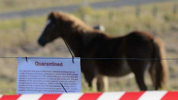 Plea to vaccinate horses after Hendra case