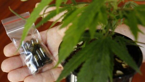 Medicinal cannabis trial to expand