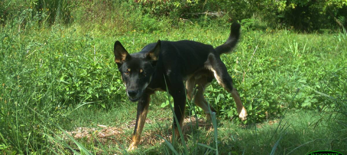 Controlling wild dogs will be on the agenda at the March 23 community meeting at Gladstone