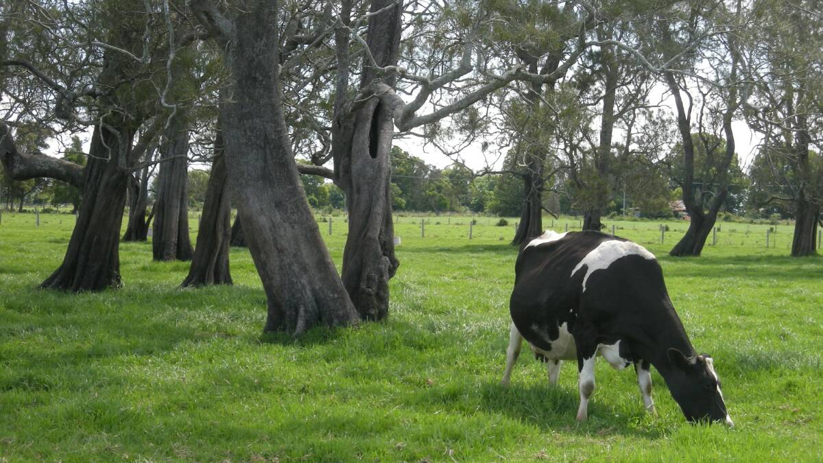 Adequate shade is one important method to protect cattle from heat stress