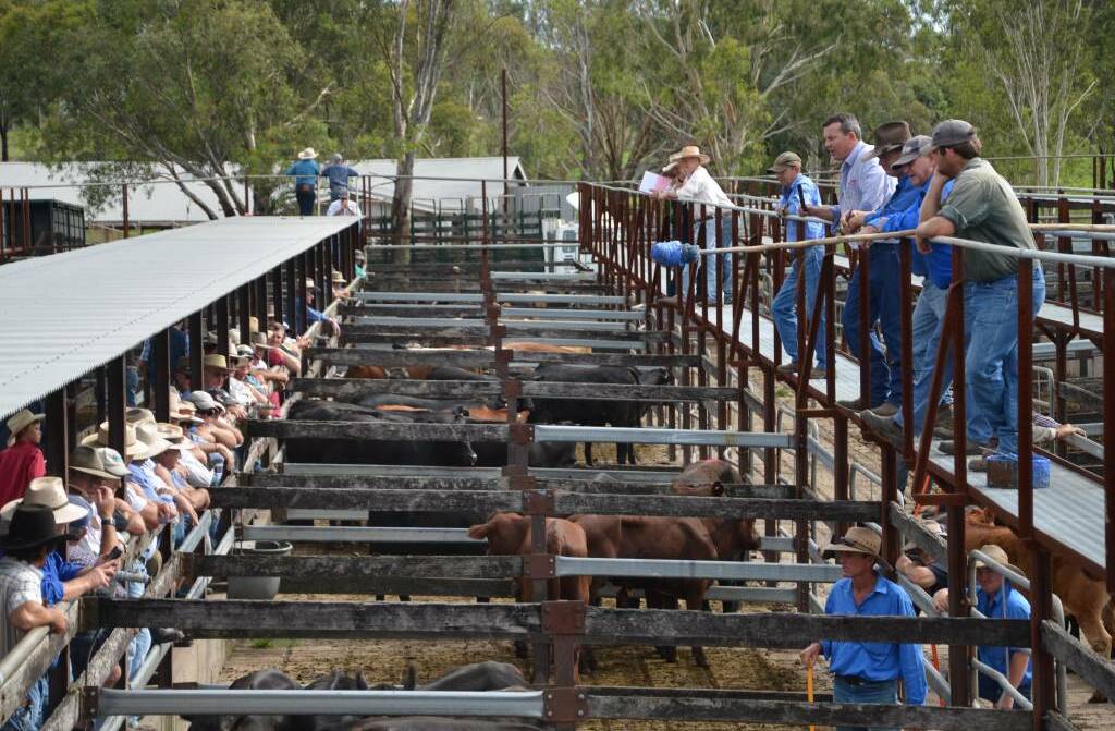 Singleton saleyards will hopefully soon undergo a $6million upgrade that includes covering the selling pens.