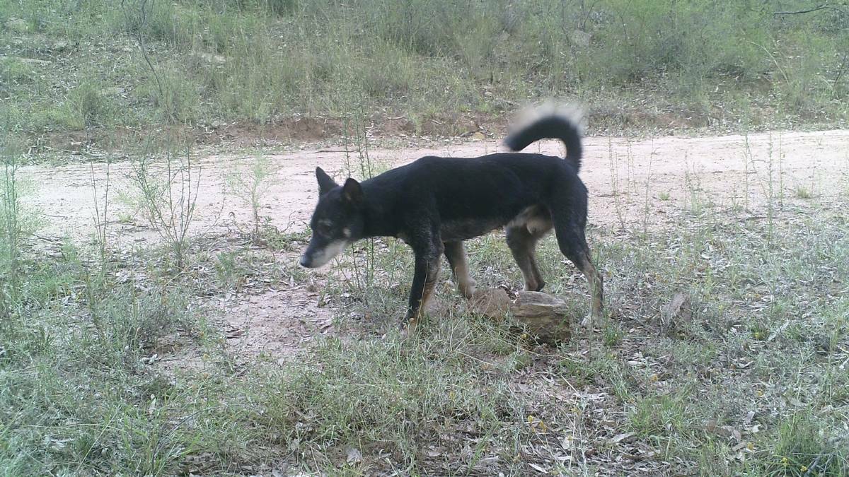 Dangerous dog: A Macleay Valley farmer wants to see wild dog populations in National Parks and Crown Land tackled in a 1080 baiting program.