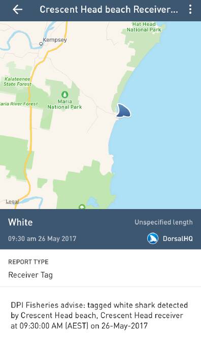 Great white shark detected at Crescent Head on the same day as surf competition