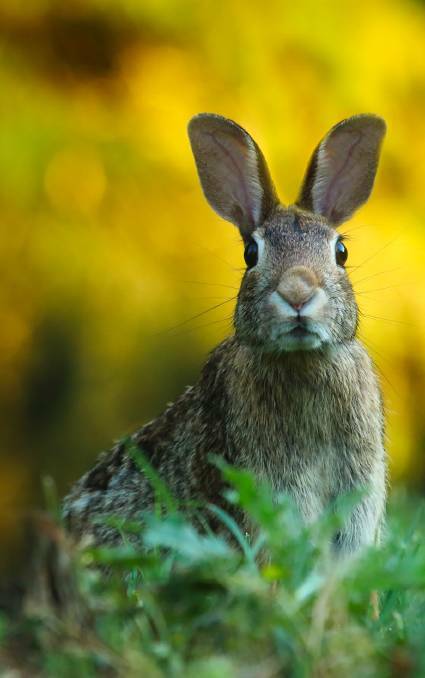 Pest: A rabbit infestation is annoying Frederickton residents. 