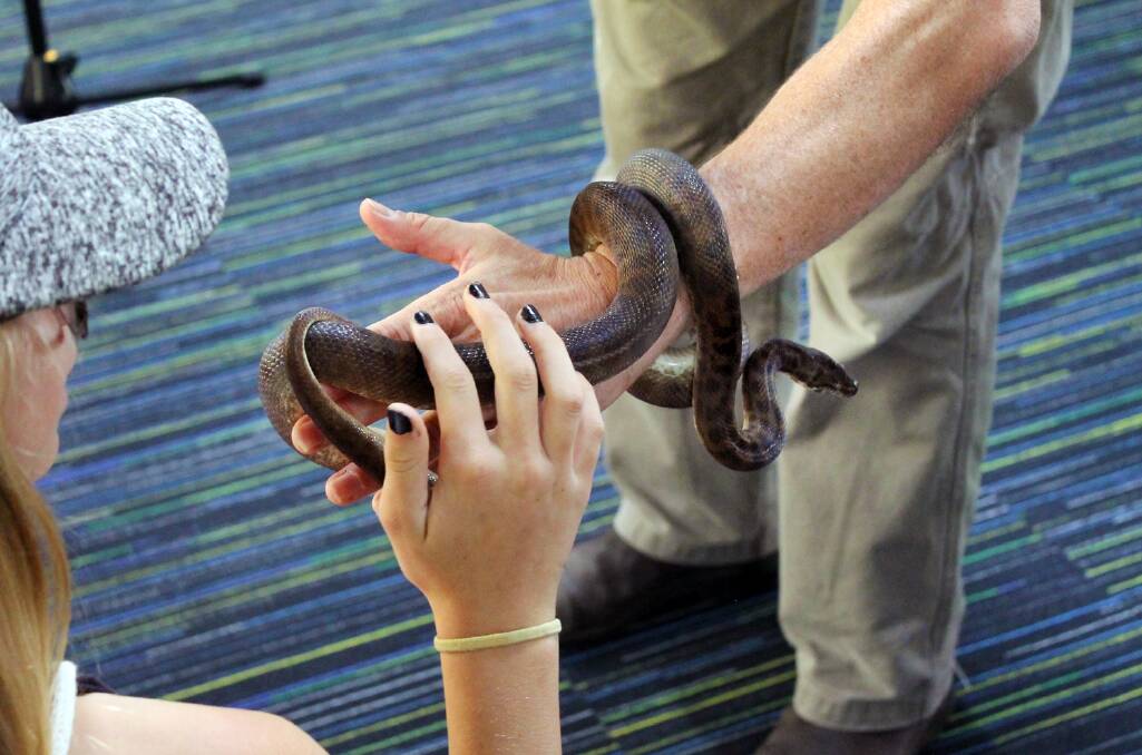 Hands on: Students were able to learn about, and then pet, native creatures, including this non-venomous python. Photo: Supplied.