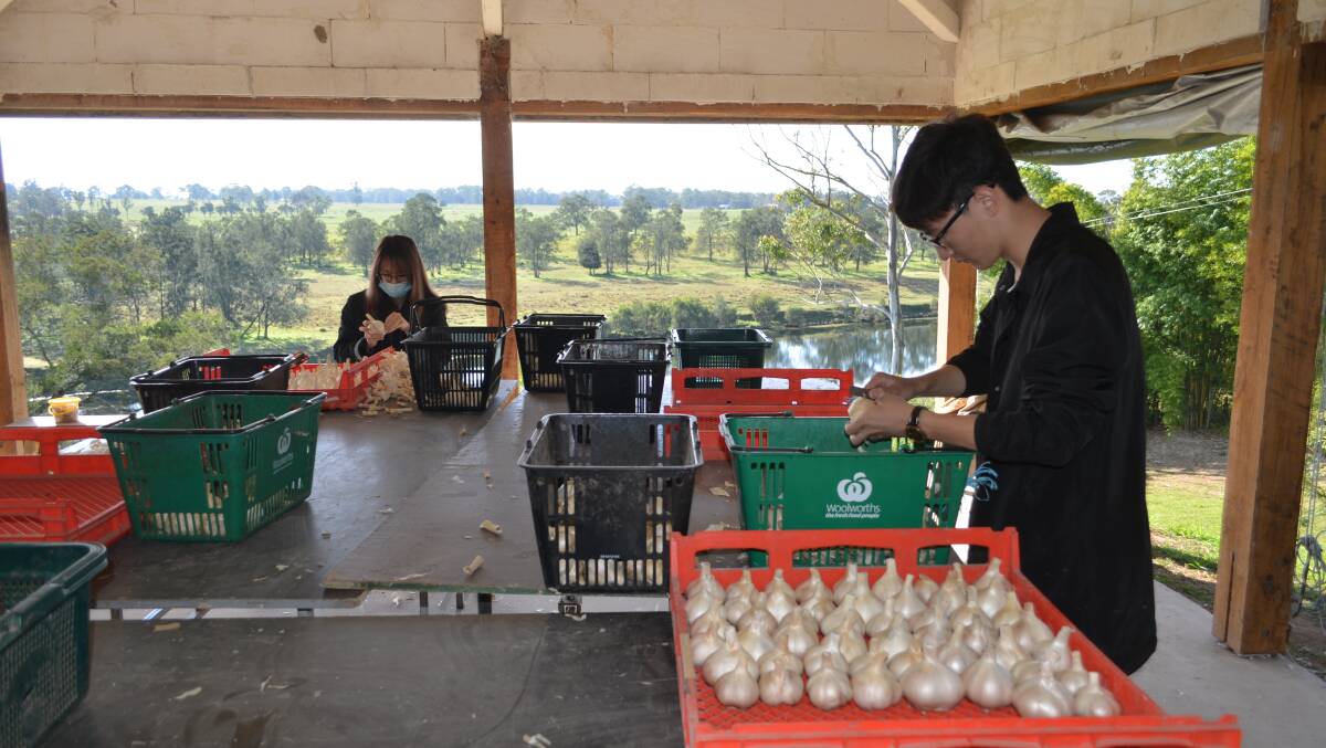Views: Travelling Chinese students, part of the WWOOF program (Willing Workers on Organic Farms), work in front of the picturesque Macleay River. They'll work in the Macleay for several days before continuing their travels.