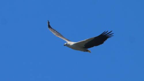 Eye in the sky: A white-bellied sea eagle, one of the many extraordinary species of bird that call the Macleay Valley their home. Photo: Supplied. 