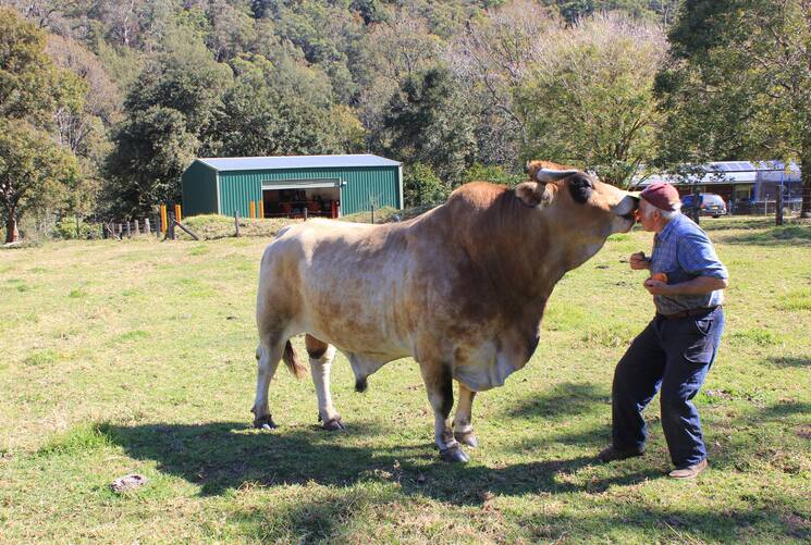Darcey Browning 'feeding' a bull.  He has lived in the Bellingen district for 74 years and hasn't seen anything like the huge fungus that popped up recently.