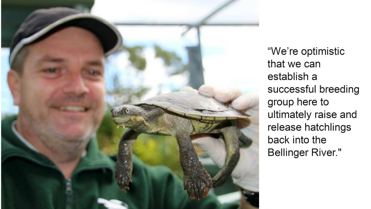 Bellinger River Snapping Turtles have been observed mating in their new home at Taronga Zoo.  CLICK THE PHOTO TO READ THE FULL STORY