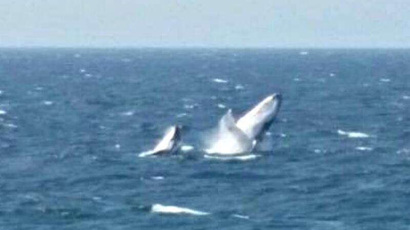 Gaol whales: baby whale plays at Trial Bay