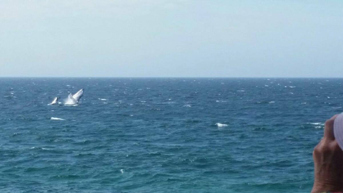 SPOTTED: A baby whale is currently frolicking off the coast of Trial Bay Gaol near South West Rocks. Photo: Easy Lonie.