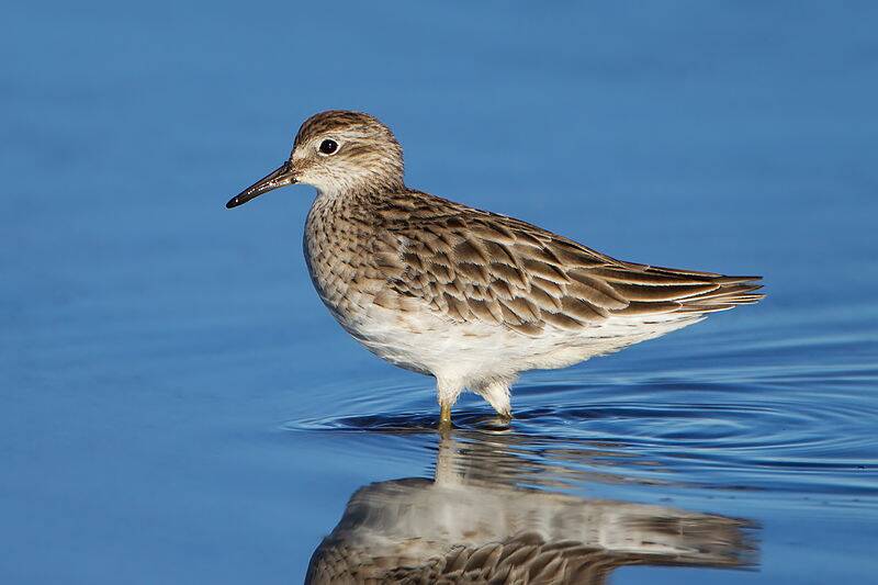 The sharp-tailed sandpiper flies thousands of kilometres to forage along Macleay Valley beaches and mudflats.