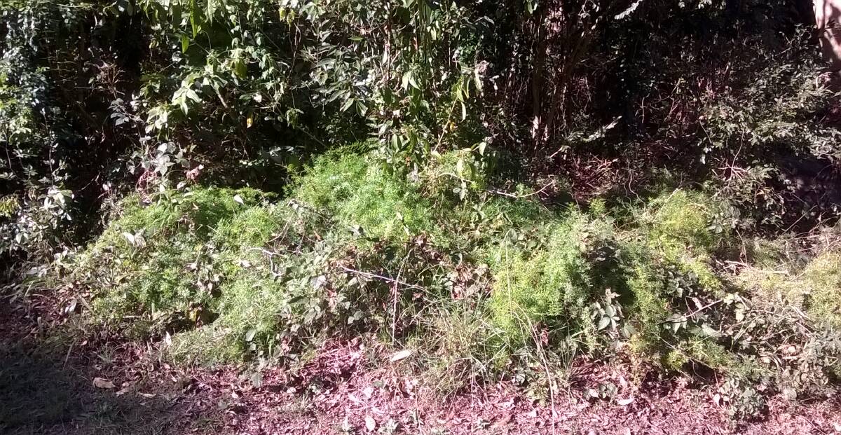 Asparagus fern growing in native bushland as a result of garden dumping.