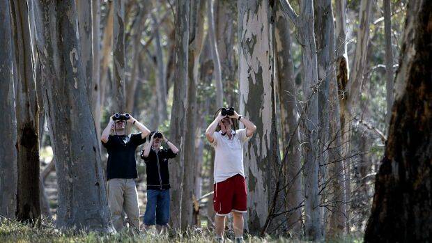 EYES UP: BirdLife Australia’s annual Twitchathon, where birdwatchers compete to see how many different species of birds can be spotted in 24 hours (or 12 hours, or 3 hours), will take place this weekend.