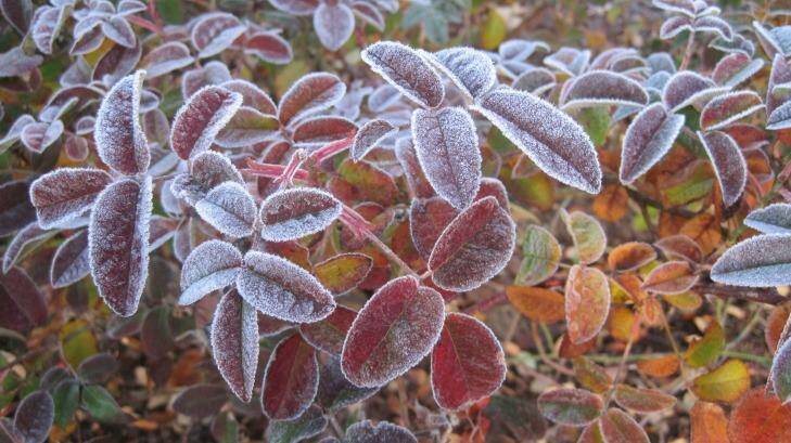 Frosty times ahead: The first of the fronts should arrive on Thursday. Photo: Gay Hogan