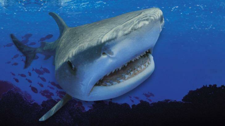 A tiger shark has some of the sharpest teeth in the world.