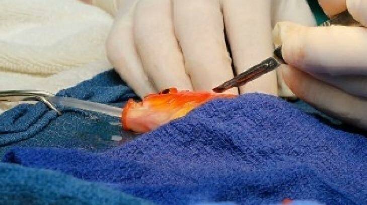 Under the knife: George the goldfish. Photo:  Lort Smith Animal Hospital
