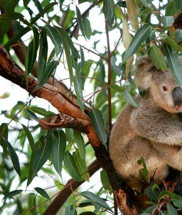 A fashion designer is trying to create a perfume that evokes the warm feelings she has for koalas.  Photo: Sylvia Liber