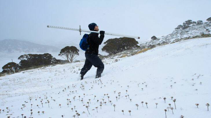 Gerard Rampal scientific officer with Snowy Hyro treks in to measure the snow depth and weigh the sample to determine the water content at the Spencers Creek snow course sample site at 1830m above sea level in Kosciuszko national Park Thursday 9 June 2011. Photo by Andrew Meares / Fairfax