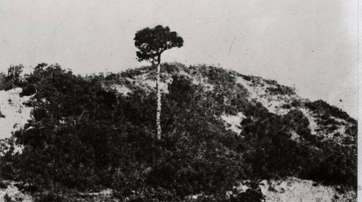 The Lone Pine in April 1915, before the charge.