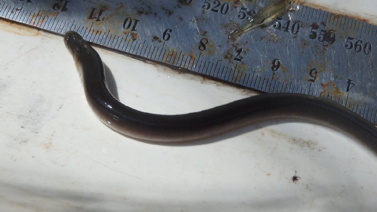Rare find: a lamprey was caught in the sampling nets