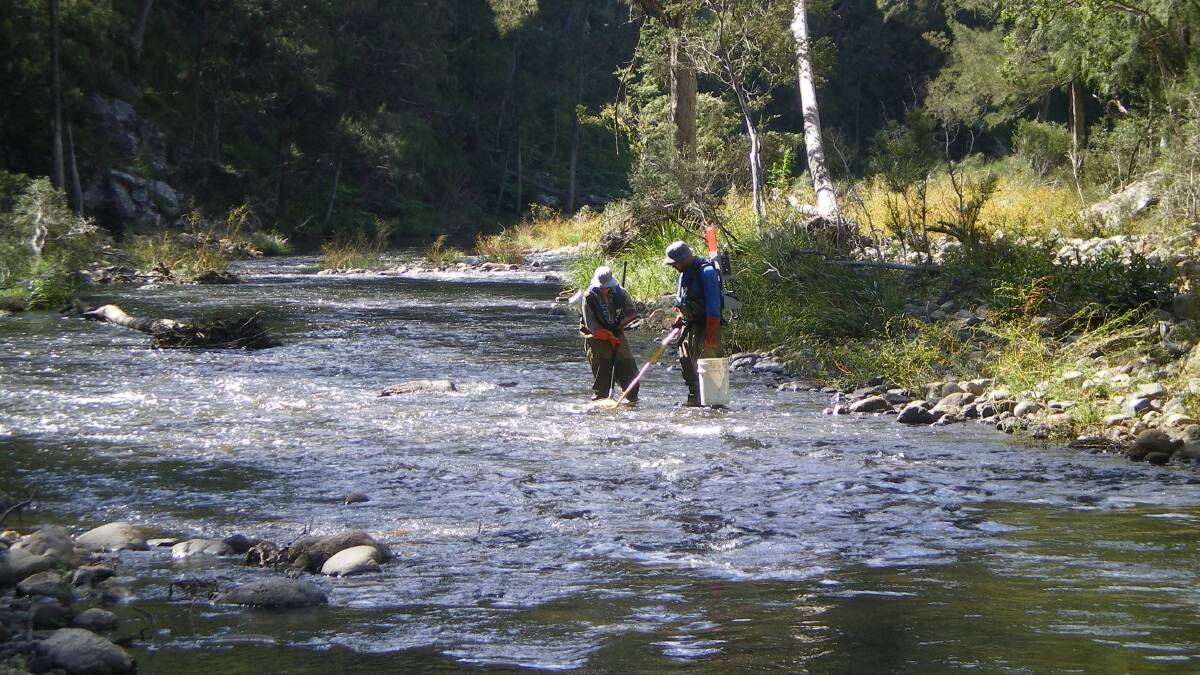 Scientific survey: fish samples being collected from the Macleay River using the backpack electro fishing method