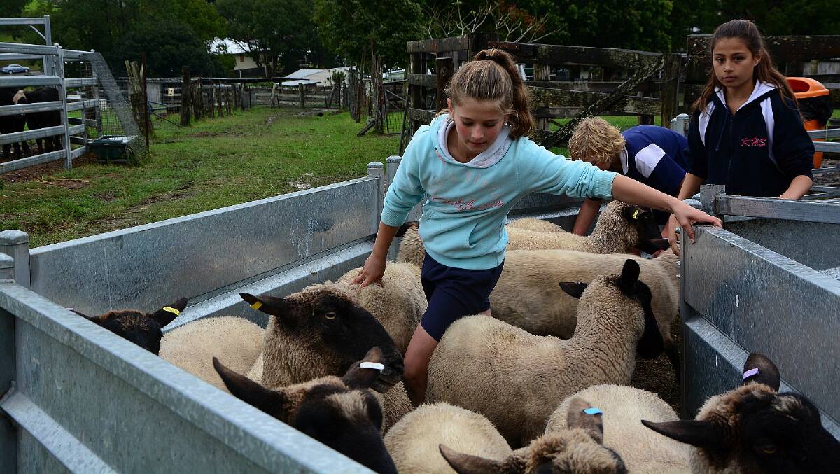 Kirra Davison, Tom Harwood and Summer Henry hard at work at the Kempsey High agriculture department