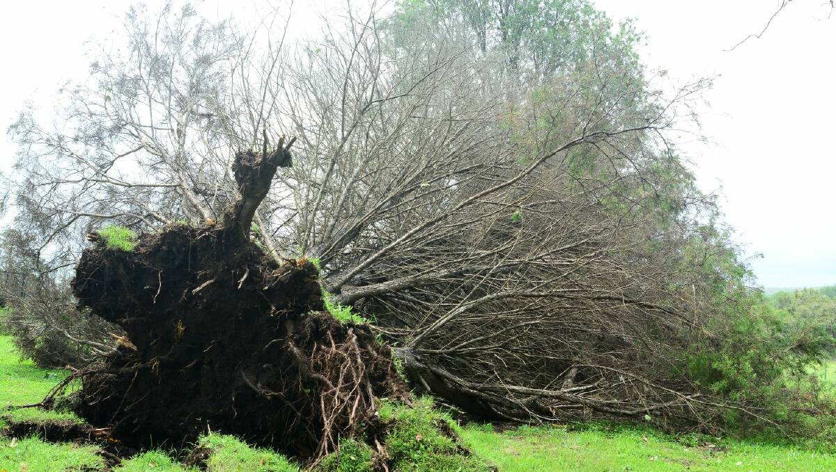 Power of nature: wild winds uprooted this tree, and many others, at Sherwood on Sunday