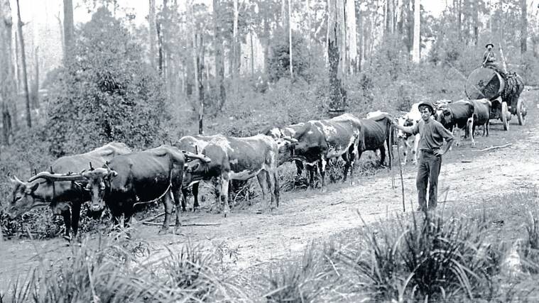 Teamster A. Teague with his team of bullocks drawing a tallow wood log at Warrell Creek. Photo courtesy of Macleay River Historical Society