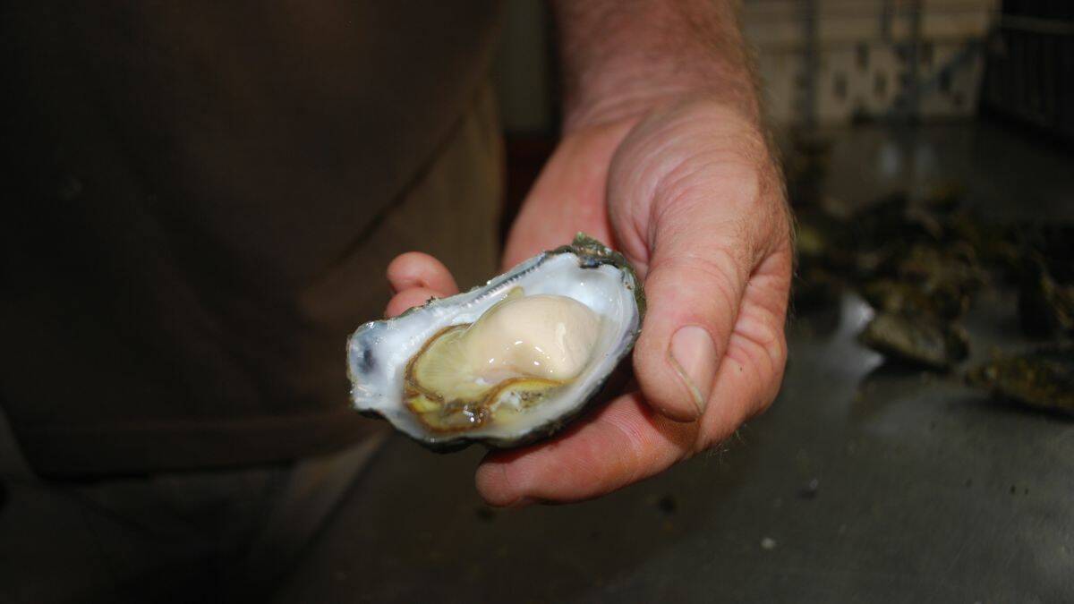 Quality counts: Smokey Cape Oysters won three awards at this year's Royal Sydney Fine Food Show. Photos by Thom Klein