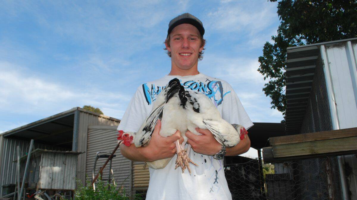 Clean sweep: Beau Powick swept the top three places in the Light Sussex Bantam pullets category of the Sydney Royal Easter Show.