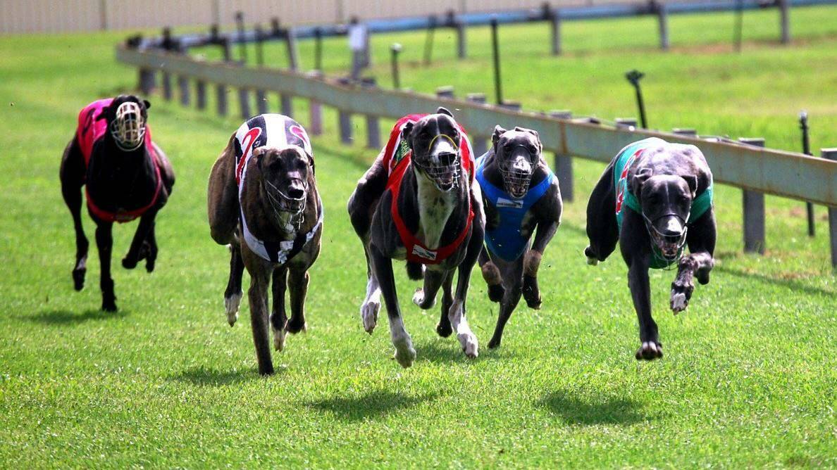Under a cloud:  A Kempsey Shire Council ranger is at the centre of an investigation into the misuse of drugs to destroy greyhounds (pic Todd Connaughton)