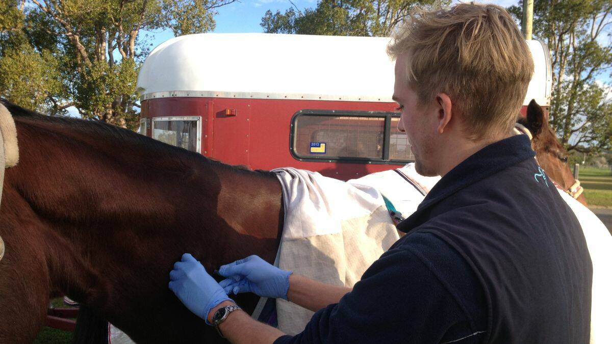 Peace of mind:  veterinarian Will Hawker of Macleay Valley Veterinary Services vaccinating a horse in Kempsey this week. Vets urge owners to ensure all horses are vaccinated