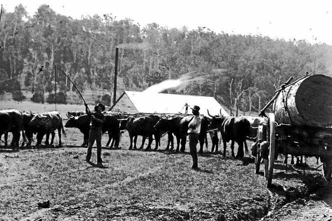 A bullock team hauling a huge log, with a tall chimney smoking in the background. Unidentified people and area. Pics: Macleay River Historical Society.