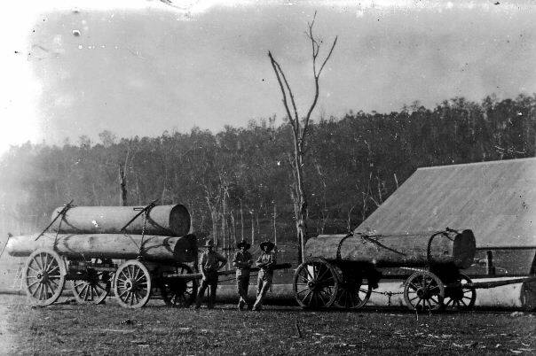 Bullock wagons loaded with logs, bigger logs on the ground. Picture courtesy of the Macleay River Historical Society.