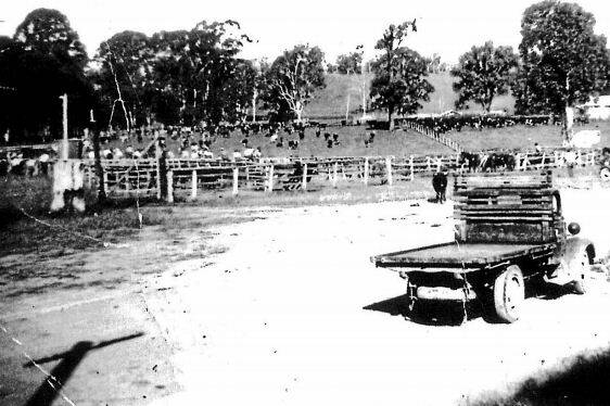 A cattle sale at Willawarrin in the 1940s, held at Elrington’s saleyards. Pics: Macleay River Historical Society.