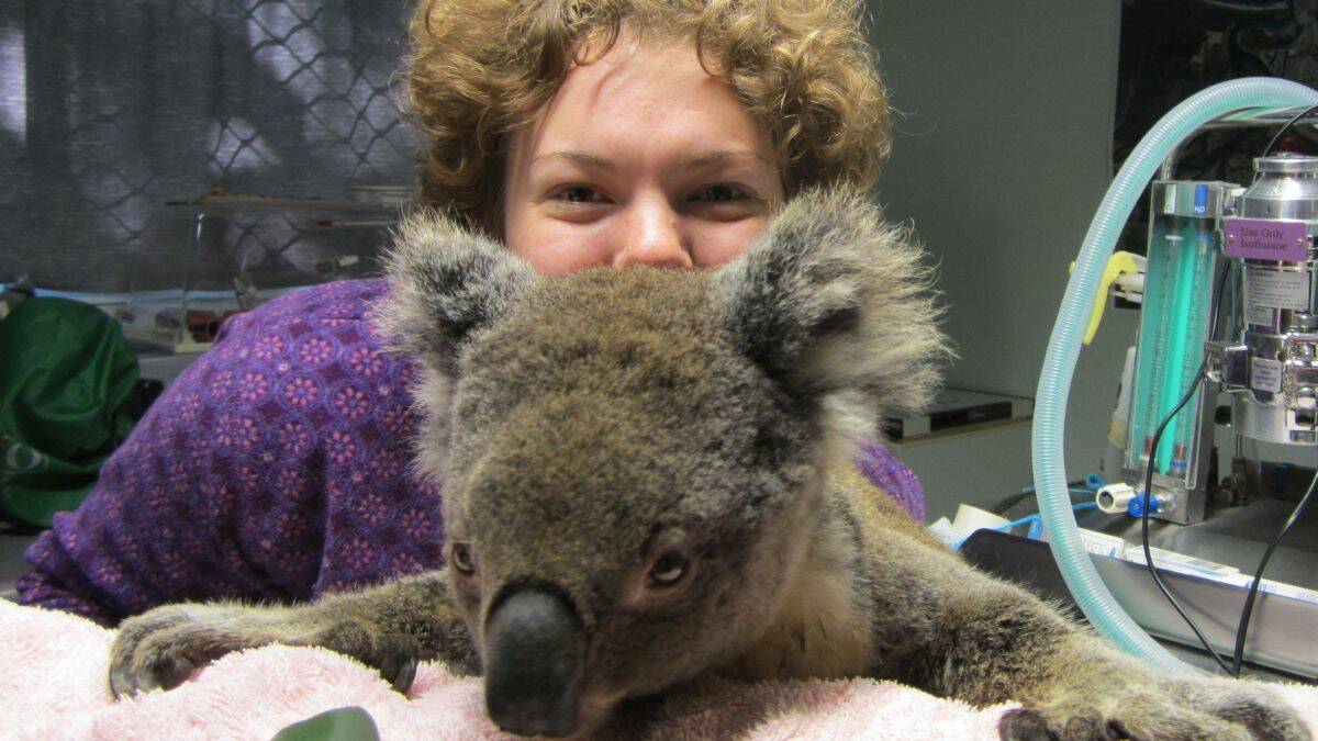 Finnish student Juuli Hautamaki spent time volunteering at the Port Macquarie Koala Hosptial.
