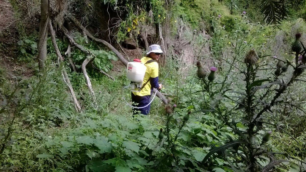 Covering every inch: a team of weed experts from the region conducted a meticulous spraying operation along a 30km stretch of the Macleay River earlier this month. This included working in pairs and scaling steep escarpments along parts of the riverbank