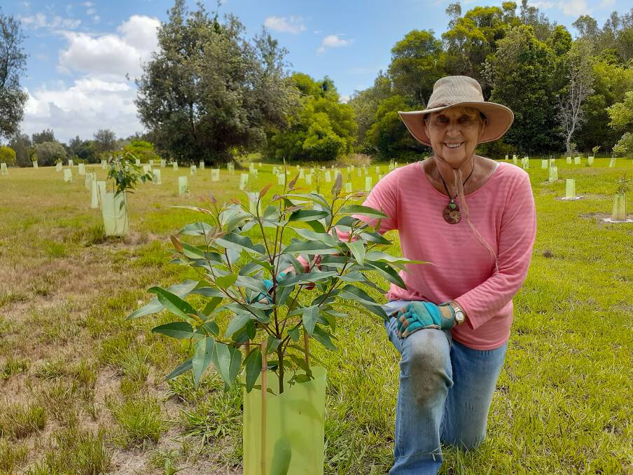 Dawn Mills planting a Swamp Mahogany tree for Koala habitat.