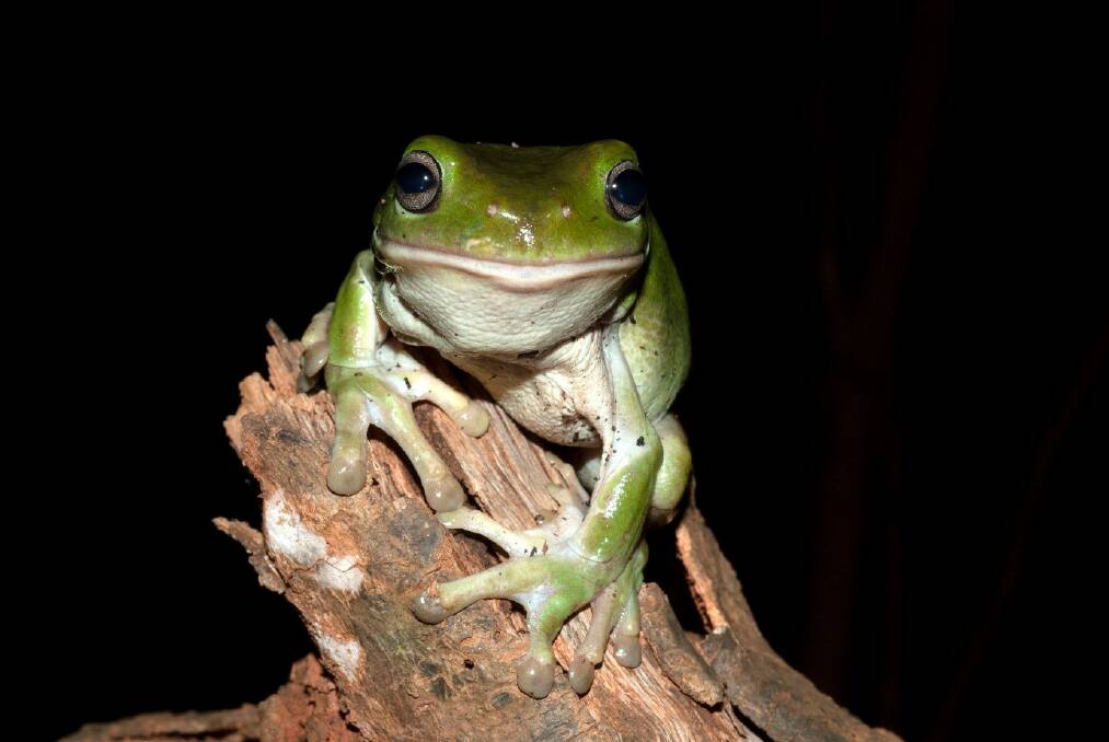 A healthy green tree frog, photo taken by Jodi Rowley