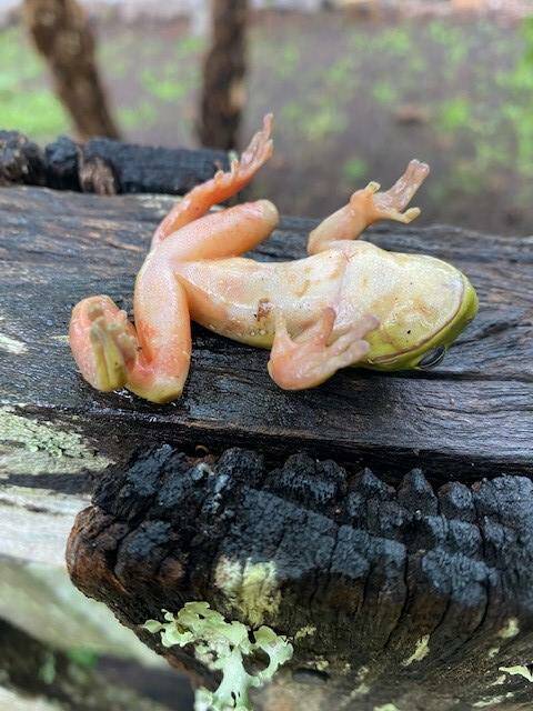 Dead green tree frog, photo taken by Patricia Packham