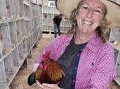 Danielle Moore's rooster, Clive, received first place in the Pekin Bantam section at the Kempsey Show. Photo supplied