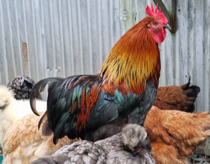 Danielle Moore said the secret to a winning rooster is love, care and a bit of coconut oil. Photo supplied