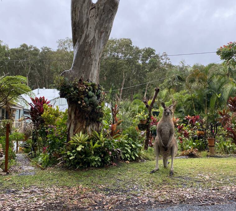 No chance of staying dry for this kangaroo at South West Rocks. Photo: Ellie Chamberlain