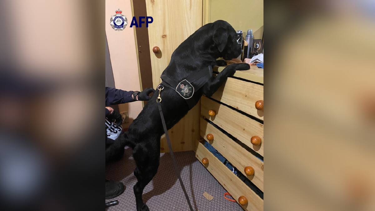 An AFP canine was used during the search of the Kempsey man's home. Picture supplied by the AFP