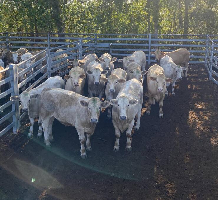 Charolais-cross steers offered by Kempsey-based Warren and Donna Patterson that won the award for best feeder steers. Picture supplied