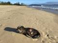 Injured seal found on off-leash dog walking beach at South West Rocks last week (August 10). Picture: Ellie Chamberlain