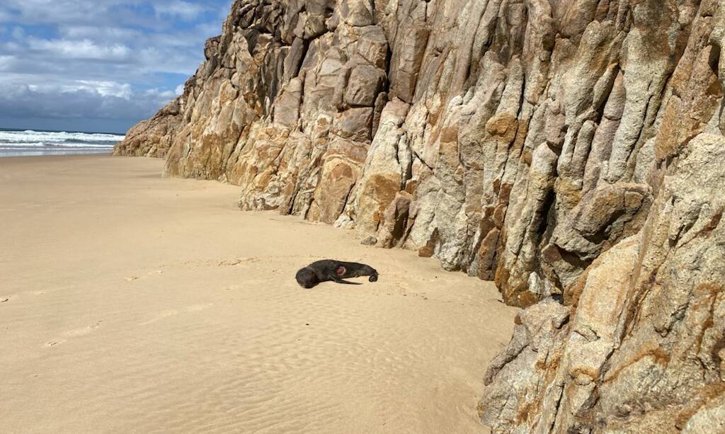 Seal pup (pictured alive) relocated on August 10 to Little Bay by NPWS to rest and heal from a cookiecutter shark bite. Picture: Ellie Chamberlain