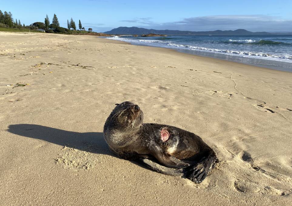 The young long-nosed fur seal was found with a wound from a shark bite. Picture and video by Ellie Chamberlain